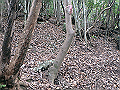 goken084_thumb.png
