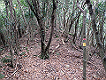 goken110_thumb.png