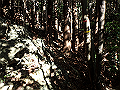 goken052_thumb.png