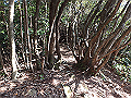 goken066_thumb.png