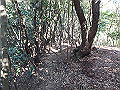 goken069_thumb.png