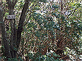 goken109_thumb.png