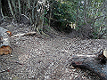 gose031_thumb.png