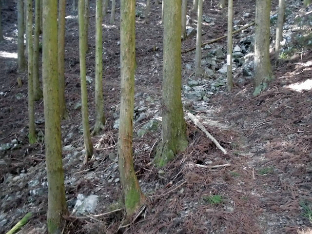 gose069.jpg