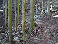 gose069_thumb.png