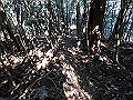 gose098_thumb.png