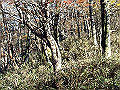 irazu017_thumb.png