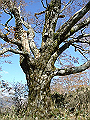 irazu039_thumb.png