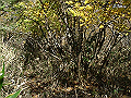 irazu057_thumb.png