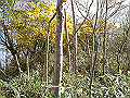irazu063_thumb.png