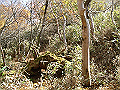 irazu064_thumb.png