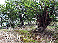 irazu060_thumb.png
