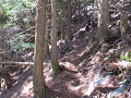 isidate057_thumb.png
