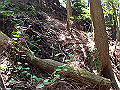 tairyu049_thumb.png