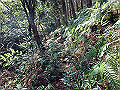myoujin066_thumb.png