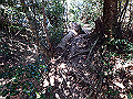 onigaiwa56_thumb.png