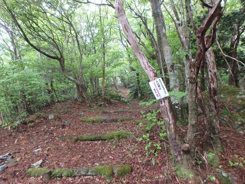 sibakoya08.jpg