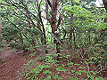 sibakoya10_thumb.png