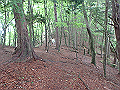 sibakoya13_thumb.png