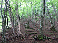 sibakoya15_thumb.png