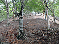 sinku039_thumb.png