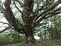 sinku042_thumb.png