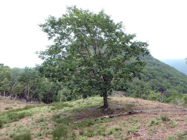 sinku052.jpg