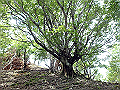 sinku069_thumb.png