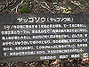 suzu53_thumb.jpg