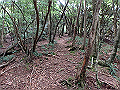 toisi017_thumb.png
