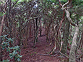 toisi024_thumb.png