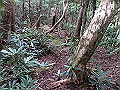 toisi025_thumb.png