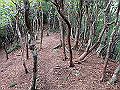 toisi038_thumb.png