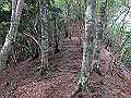 toisi039_thumb.png