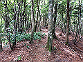 toisi047_thumb.png