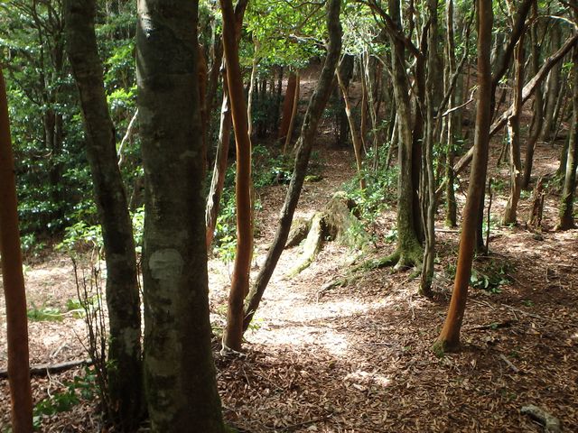 toisi048.jpg