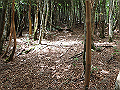 toisi049_thumb.png