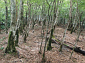 toisi050_thumb.png