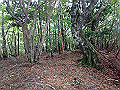 toisi051_thumb.png