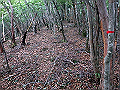 toisi052_thumb.png