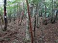 toisi053_thumb.png