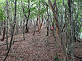 toisi054_thumb.png