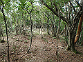 toisi055_thumb.png
