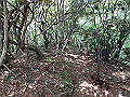 toisi064_thumb.png
