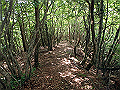 toisi065_thumb.png