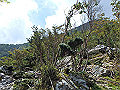 toisi067_thumb.png