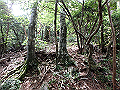 toisi085_thumb.png
