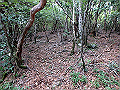 toisi089_thumb.png