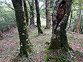 toisi105_thumb.png