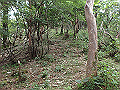 toisi128_thumb.png